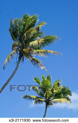 Stock Image - Foa island. Haapai islands, Tonga. Polynesia.. Fotosearch