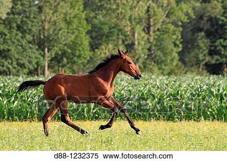 Foal. 2 month old. View Large Photo Image Stock Photography - Foal. 2 month old.. Fotosearch