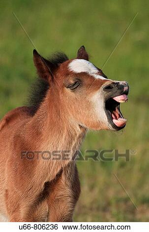 Foal of Welsh pony, Sk? ne, Sweden View Large Photo Image Stock Photograph - Foal of Welsh pony, Sk? ne, Sweden. Fotosearch