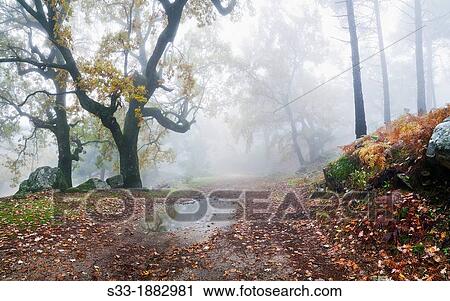 Fog at La Graja gorge in the Sierra de Gredos Piedralaves? vila Castilla Le? n Spain View Large Photo Image Stock Image - Fog at La Graja gorge in the Sierra de Gredos Piedralaves? vila Castilla Le? n Spain. Fotosearch