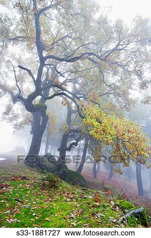 Fog at La Graja gorge in the Sierra de Gredos Piedralaves? vila Castilla Le? n Spain View Large Photo Image Stock Photo - Fog at La Graja gorge in the Sierra de Gredos Piedralaves? vila Castilla Le? n Spain. Fotosearch