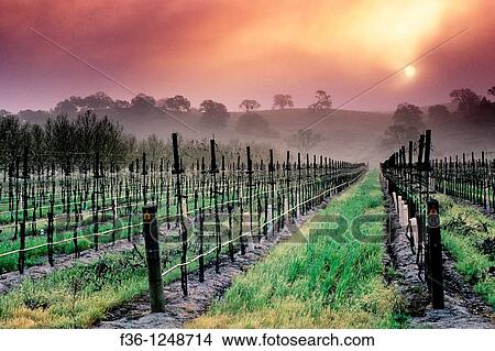 Fog at sunrise near Clautiere Vineyard, Penman Springs Road, Paso Robles San Luis Obispo County, California View Large Photo Image Picture - Fog at sunrise near Clautiere Vineyard, Penman Springs Road, Paso Robles San Luis Obispo County, California. Fotosearch