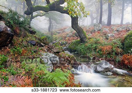 Fog at the La Graja gorge in the Sierra de Gredos Piedralaves? vila Castilla Le? n Spain View Large Photo Image Stock Image - Fog at the La Graja gorge in the Sierra de Gredos Piedralaves? vila Castilla Le? n Spain. Fotosearch