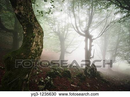 Fog in the beech forest of Monte Cerredo, Castro Urdiales, Cantabria, Spain. View Large Photo Image Stock Image - Fog in the beech forest of Monte Cerredo, Castro Urdiales, Cantabria, Spain.. Fotosearch