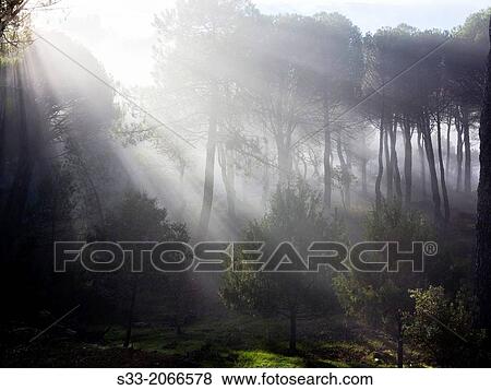 Fog in the Concejo pinewood. Cadalso de los Vidrios. Madrid. Spain. View Large Photo Image Stock Photo - Fog in the Concejo pinewood. Cadalso de los Vidrios. Madrid. Spain.. Fotosearch
