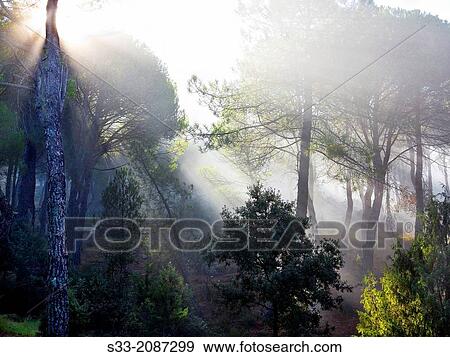 Stock Photo - Fog in the Concejo pinewood. Cadalso de los Vidrios. Madrid. Spain.. Fotosearch