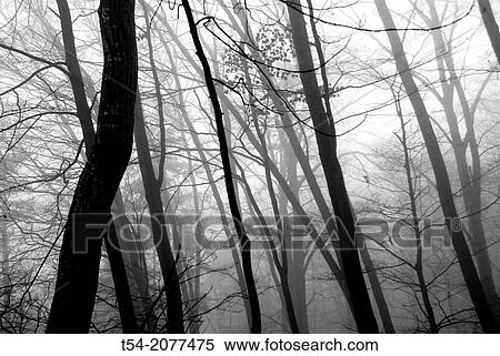Fog in the forest in Germany View Large Photo Image Stock Photography - Fog in the forest in Germany. Fotosearch