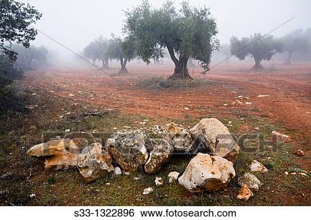 Fog in the olive grove Carabaa Madrid Spain View Large Photo Image Stock Photograph - Fog in the olive grove Carabaa Madrid Spain. Fotosearch