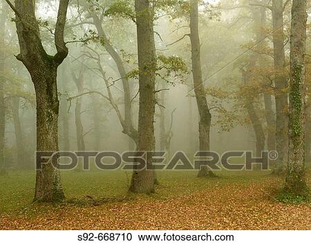 Stock Image - Fog. Montes de Albertia.? lava province. Spain. Fotosearch