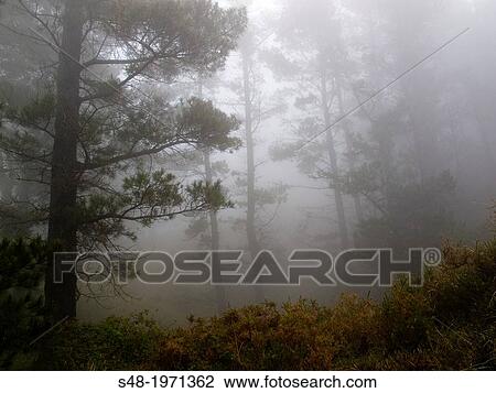 Foggy forest in Cantabria. Spain. Europe. View Large Photo Image Stock Image - Foggy forest in Cantabria. Spain. Europe.. Fotosearch
