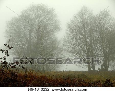foggy forest in The Pyrenees View Large Photo Image Stock Image - foggy forest in The Pyrenees. Fotosearch