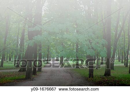 foggy forest, Kadriorg Park, Tallinn, Harju, Estonia View Large Photo Image Stock Photo - foggy forest, Kadriorg Park, Tallinn, Harju, Estonia. Fotosearch