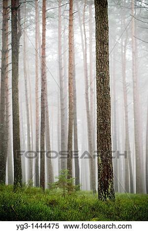 Foggy forest near Auerbach, Germany View Large Photo Image Stock Photography - Foggy forest near Auerbach, Germany. Fotosearch
