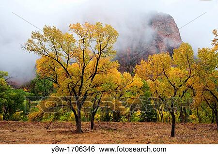 Foggy Scene at Zion National Park View Large Photo Image Stock Photograph - Foggy Scene at Zion National Park. Fotosearch