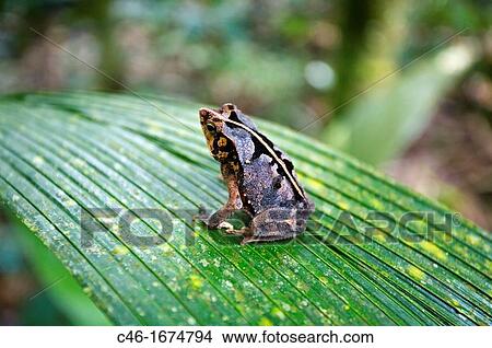 Picture - Foliage frog frog with the shape of a leaf, Area of Manaquiri River Solimoes the Amazon river, Amazonas state, Brazil.. Fotosearch
