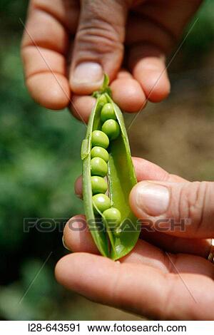 Stock Image - Food. Fotosearch