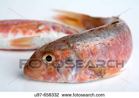 Food View Large Photo Image Stock Image - Food. Fotosearch
