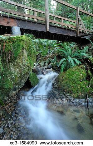 footbridge on Surge Narrows Trail, Quadra Island, British Columbia, Canada View Large Photo Image Stock Image - footbridge on Surge Narrows Trail, Quadra Island, British Columbia, Canada. Fotosearch