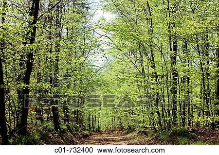 Footpath in beech and birch grove, Vosges mountains forest, Lorraine, France View Large Photo Image Stock Image - Footpath in beech and birch grove, Vosges mountains forest, Lorraine, France. Fotosearch