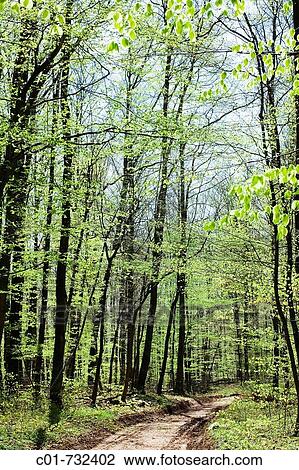 Footpath in beech and birch grove, Vosges mountains forest, Lorraine, France View Large Photo Image Stock Image - Footpath in beech and birch grove, Vosges mountains forest, Lorraine, France. Fotosearch