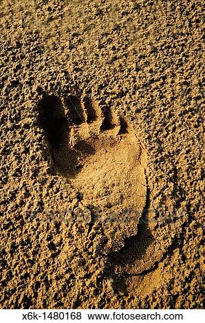 Footprint barefoot in the sand on the beach, Cubelles, Barcelona province, Catalunya, Spain View Large Photo Image Stock Photo - Footprint barefoot in the sand on the beach, Cubelles, Barcelona province, Catalunya, Spain. Fotosearch