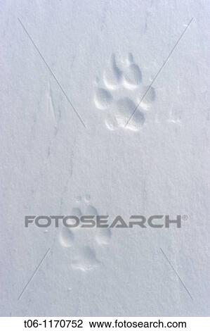 Footprint of artic wolf Canis lupus arctos Banks Island, North West Territories, Canada View Large Photo Image Stock Image - Footprint of artic wolf Canis lupus arctos Banks Island, North West Territories, Canada. Fotosearch