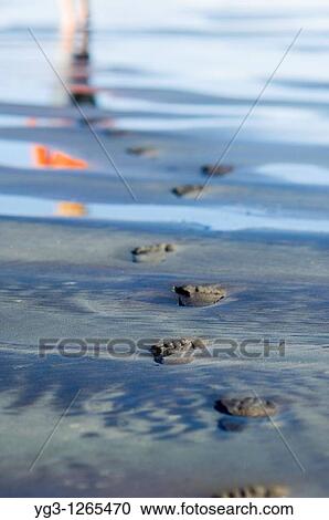 Stock Image - Footprints in sand on beach, west coast, New Zealand. Fotosearch