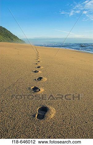 Footprints in the sand, Kohaihai Beach, Karamea, New Zealand View Large Photo Image Stock Image - Footprints in the sand, Kohaihai Beach, Karamea, New Zealand. Fotosearch