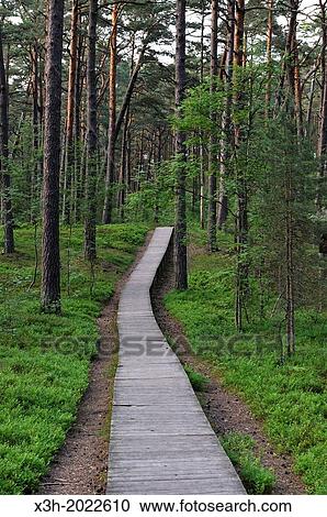 footway through the coastal pine forest in Ragakapa Nature Reserve, Lielupe area, Jurmala, Gulf of Riga, Latvia, Baltic region, Northern Europe. View Large Photo Image Stock Image - footway through the coastal pine forest in Ragakapa Nature Reserve, Lielupe area, Jurmala, Gulf of Riga, Latvia, Baltic region, Northern Europe.. Fotosearch