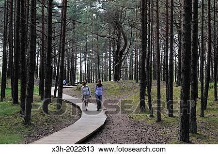 Stock Image - footway through the coastal pine forest in Ragakapa Nature Reserve, Lielupe area, Jurmala, Gulf of Riga, Latvia, Baltic region, Northern Europe.. Fotosearch