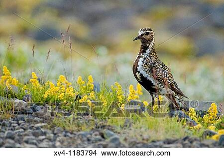 Foraging Eurasian Golden Plover, Pluvialis apricaria at Sv? nafellsjokull glaciar Skaftafell National Park Iceland View Large Photo Image Picture - Foraging Eurasian Golden Plover, Pluvialis apricaria at Sv? nafellsjokull glaciar Skaftafell National Park Iceland. Fotosearch