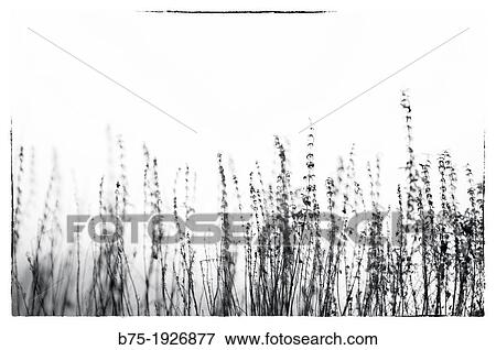 foreground of wild herbs View Large Photo Image Stock Photo - foreground of wild herbs. Fotosearch