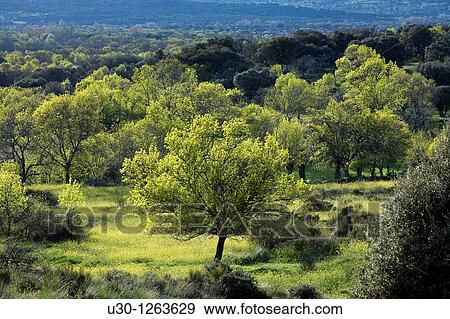 Fores of ash Fraxinus excelsior and holm oak Quercus ilex next to Sierra de B? jar, in Salamanca province, Biosphere Reserve of Sierra de B? jar and Francia View Large Photo Image Stock Photo - Fores of ash Fraxinus excelsior and holm oak Quercus ilex next to Sierra de B? jar, in Salamanca province, Biosphere Reserve of Sierra de B? jar and Francia. Fotosearch