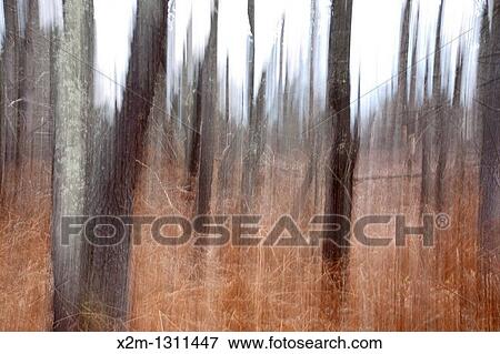 Forest along the old Swift River Railroad in White Mountains, New Hampshire USA This area was logged during the Swift River Railroad era, which was an logging railroad in operation from 1906 - 1916 View Large Photo Image Stock Photo - Forest along the old Swift River Railroad in White Mountains, New Hampshire USA This area was logged during the Swift River Railroad era, which was an logging railroad in operation from 1906 - 1916. Fotosearch
