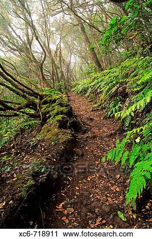 Forest, Anaga mountains, Tenerife. Canary Islands, Spain View Large Photo Image Stock Image - Forest, Anaga mountains, Tenerife. Canary Islands, Spain. Fotosearch