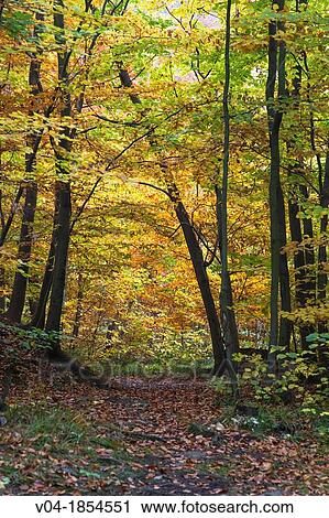 Forest and colorful leaves in autumn, Harz, Germany, Europe View Large Photo Image Stock Image - Forest and colorful leaves in autumn, Harz, Germany, Europe. Fotosearch