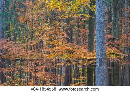 Forest and colorful leaves in autumn, Harz, Germany, Europe View Large Photo Image Stock Photo - Forest and colorful leaves in autumn, Harz, Germany, Europe. Fotosearch