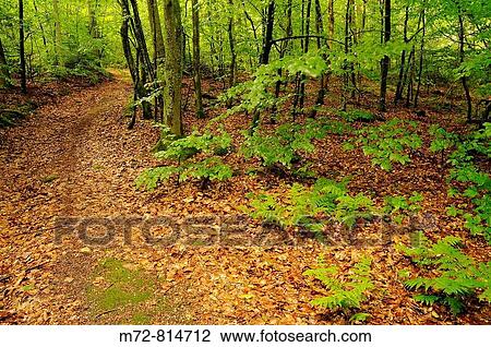 Forest around Ch? teau du Bernstein, Dambach-la-Ville, Alsace, France View Large Photo Image Stock Image - Forest around Ch? teau du Bernstein, Dambach-la-Ville, Alsace, France. Fotosearch