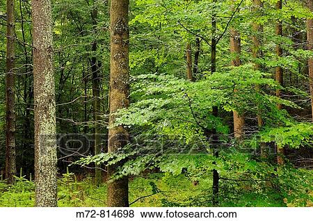 Forest around Ch? teau du Bernstein, Dambach-la-Ville, Alsace, France View Large Photo Image Stock Photo - Forest around Ch? teau du Bernstein, Dambach-la-Ville, Alsace, France. Fotosearch