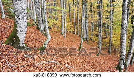 Stock Photo - Forest at autumn, Selva de Irati, Navarra Pyrenees, Spain. Fotosearch