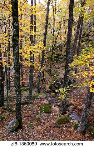 Forest at Estrela Mountain Natural Park, Portugal View Large Photo Image Stock Photo - Forest at Estrela Mountain Natural Park, Portugal. Fotosearch