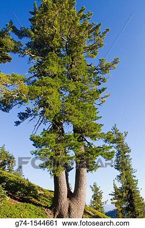 Forest at Lassen Volcanic National Park, California, USA. View Large Photo Image Stock Image - Forest at Lassen Volcanic National Park, California, USA.. Fotosearch