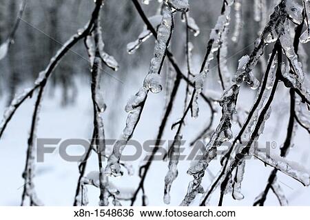 Forest at winter, Moscow, Russia View Large Photo Image Stock Photograph - Forest at winter, Moscow, Russia. Fotosearch