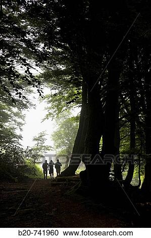 Forest, Belate, Baztan Valley, Navarra, Spain View Large Photo Image Stock Image - Forest, Belate, Baztan Valley, Navarra, Spain. Fotosearch