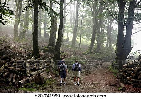 Forest, Belate, Baztan Valley, Navarra, Spain View Large Photo Image Stock Photo - Forest, Belate, Baztan Valley, Navarra, Spain. Fotosearch