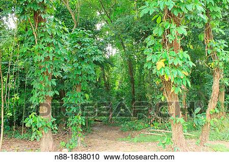 Stock Image - Forest Botanical Garden Caracas. Fotosearch
