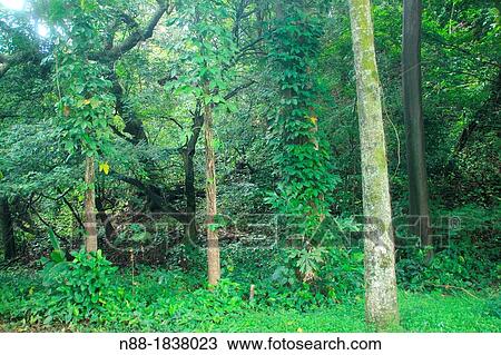 Stock Image - Forest Botanical Garden Caracas. Fotosearch