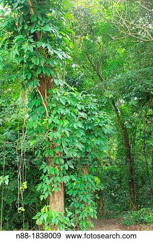 Forest Botanical Garden Caracas View Large Photo Image Stock Photo - Forest Botanical Garden Caracas. Fotosearch