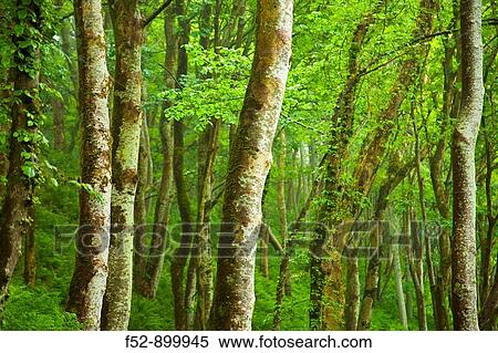 Forest, Canna, Small Isles, Inner Hebrides, Scotland, UK View Large Photo Image Stock Photography - Forest, Canna, Small Isles, Inner Hebrides, Scotland, UK. Fotosearch