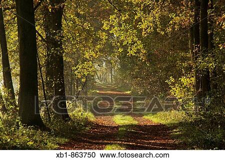 Forest cart road in autumn View Large Photo Image Stock Image - Forest cart road in autumn. Fotosearch